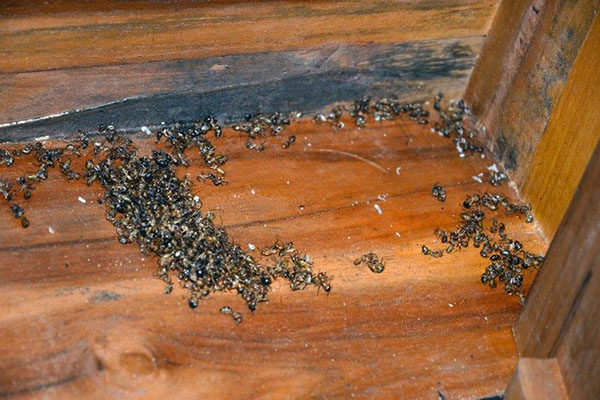 гибель муравьев