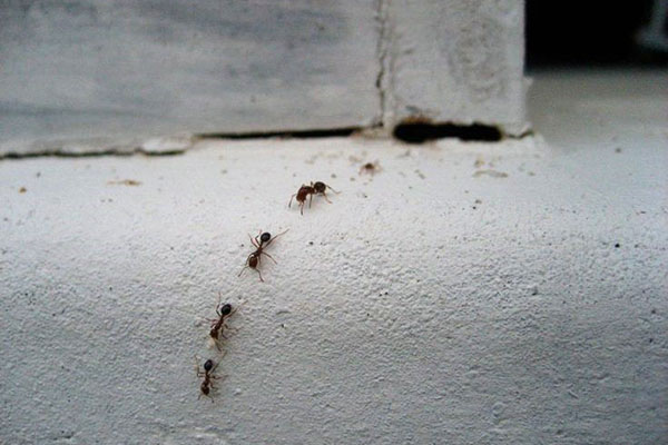 движение муравьев