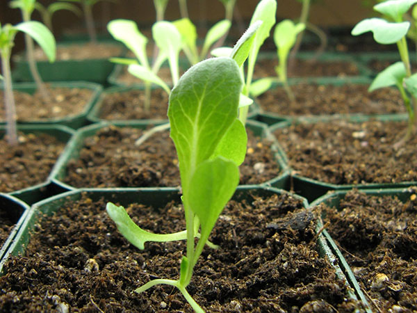 выращивание рассады салата ромэн