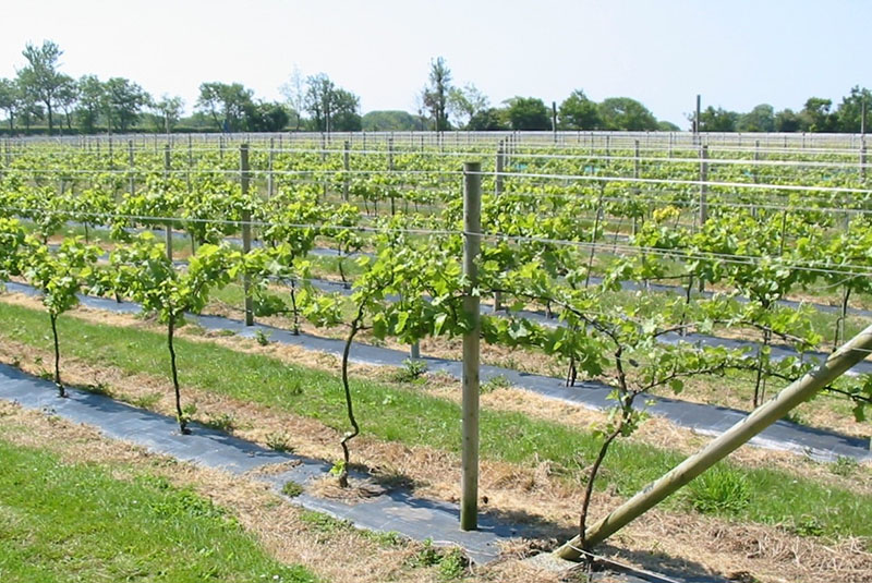 выращивание винограда на шпалерах