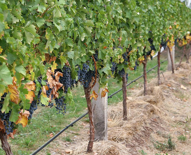 шпалеры для винограда нужны для формирования куста