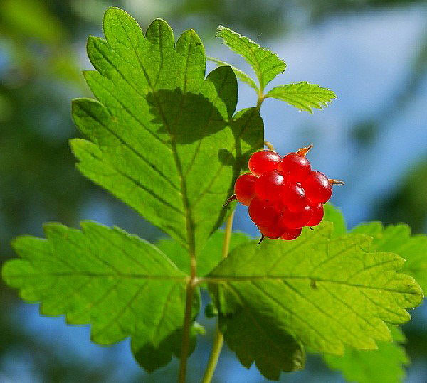 листья и ягоды княженика в народной медицине