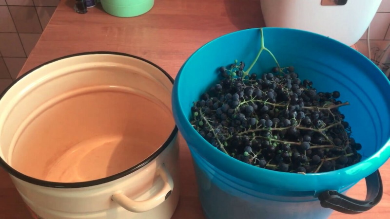виноград для вина