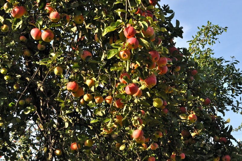обильное плодоношение яблони