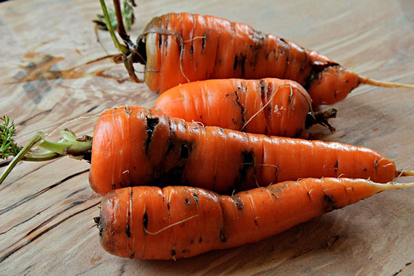 поврежденная морковь