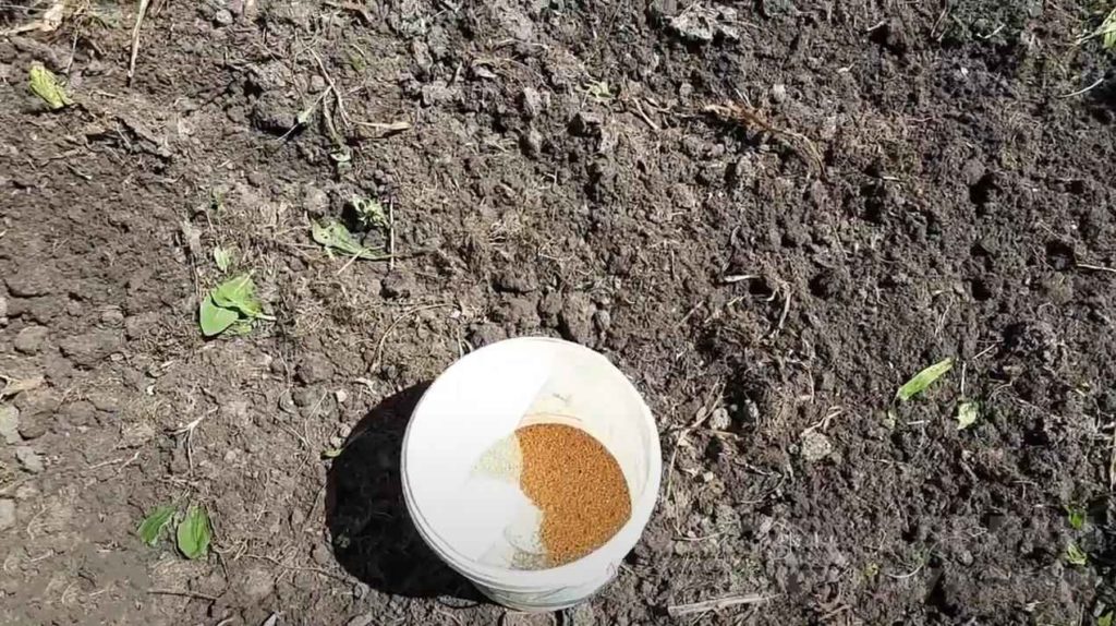 Как улучшить почву после уборки чеснока и что посадить в следующем году