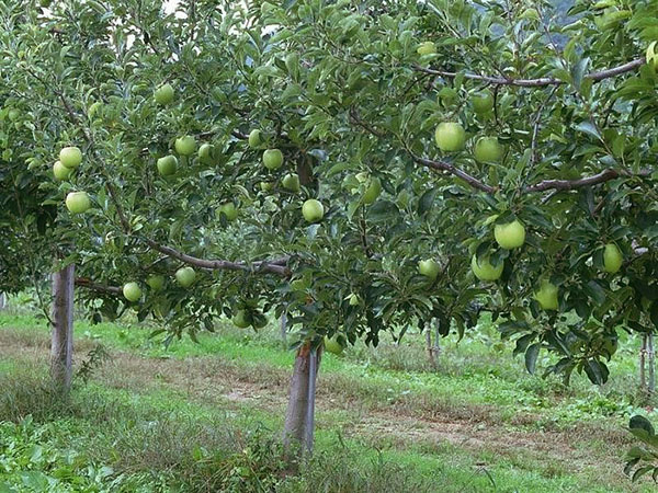 яблоня Семеренко в саду