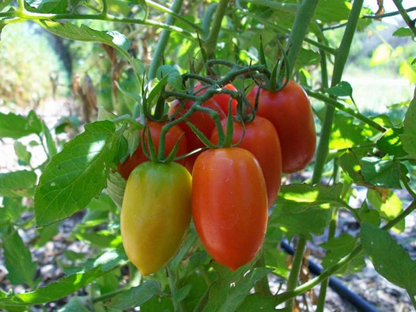 раннеспелый сорт томата