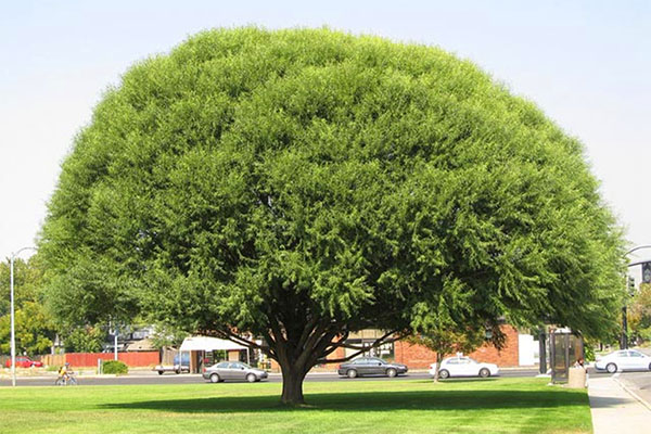 взрослое дерево ива Матсудана
