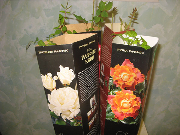 розы из коробки необходимо срочно посадить