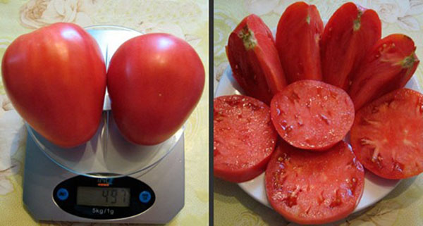 мясистые плоды томата