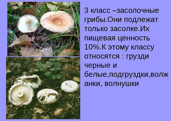засолочные грибы