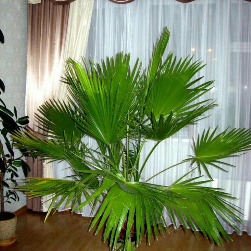 комнатная пальма
