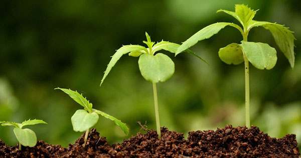 применяем регуляторы роста растений