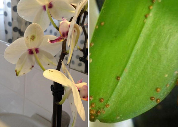 борьба с вредителями орхидей