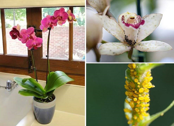 вредители орхидей