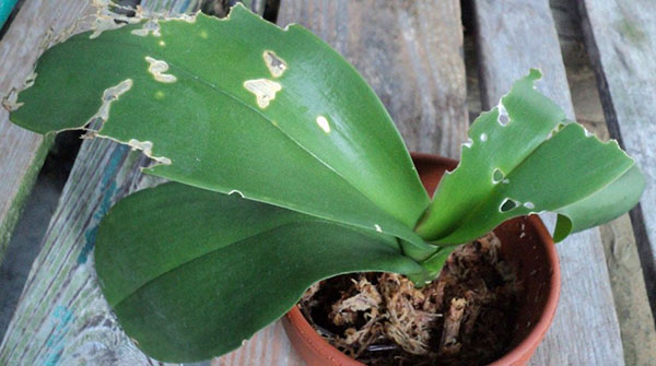 поврежденная орхидея