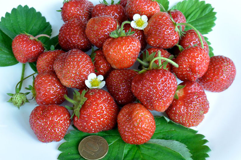 крупные ароматные ягоды клубники сорта зенга зенгана