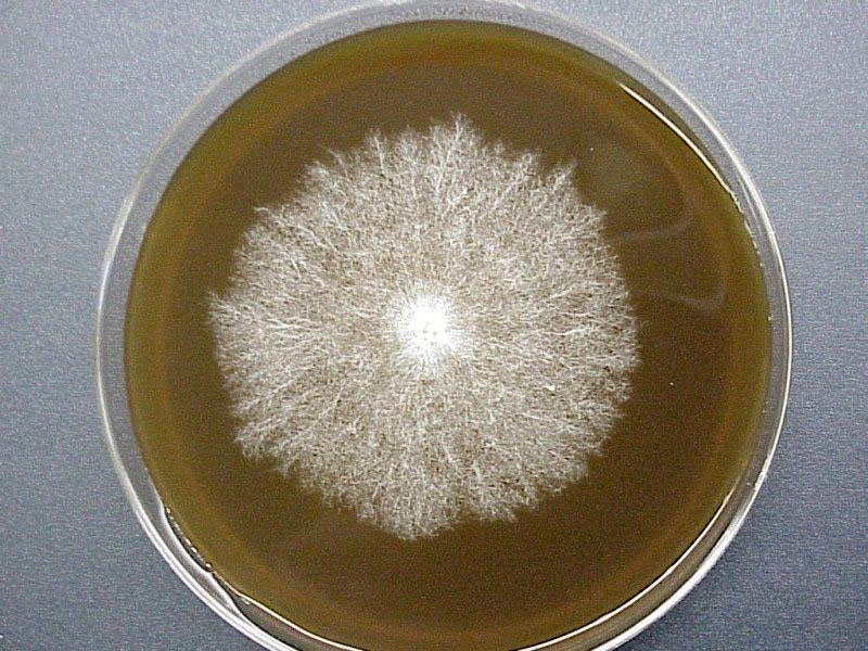 Мицелий на агаре в чашке Петри