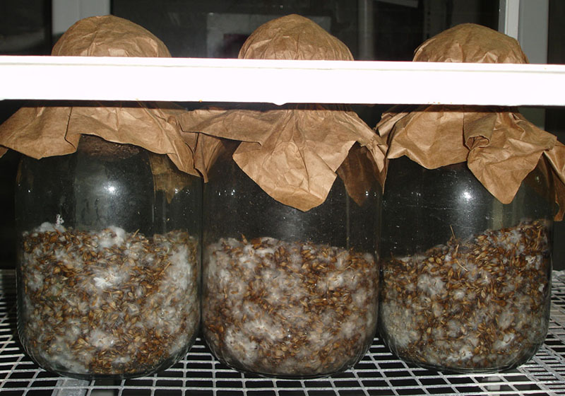 как выращивать мицелий грибов в домашних условиях