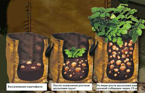 Как получить урожай картофеля в мешке
