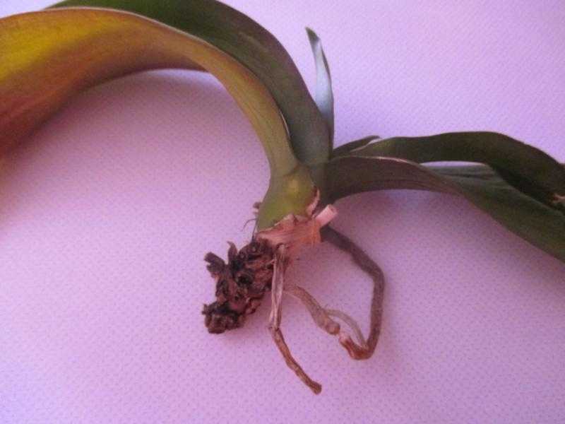 Как спасти орхидею без корней, реанимация в теплице и в воде