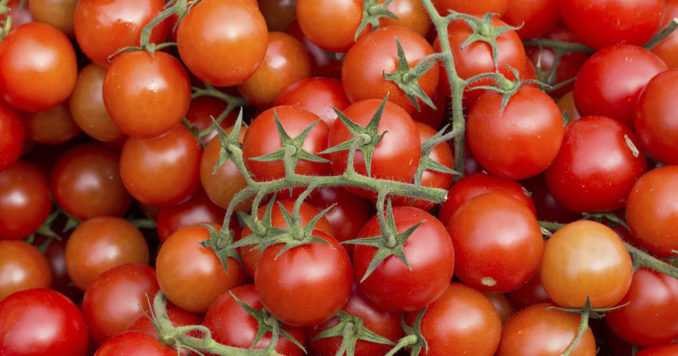 Описание пяти низкорослых сортов помидоров черри для открытого грунта