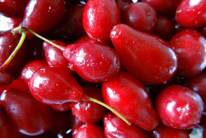 богатые витаминами ягоды кизила