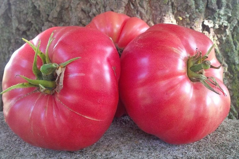 крупные сочные плоды томата сахарный бизон