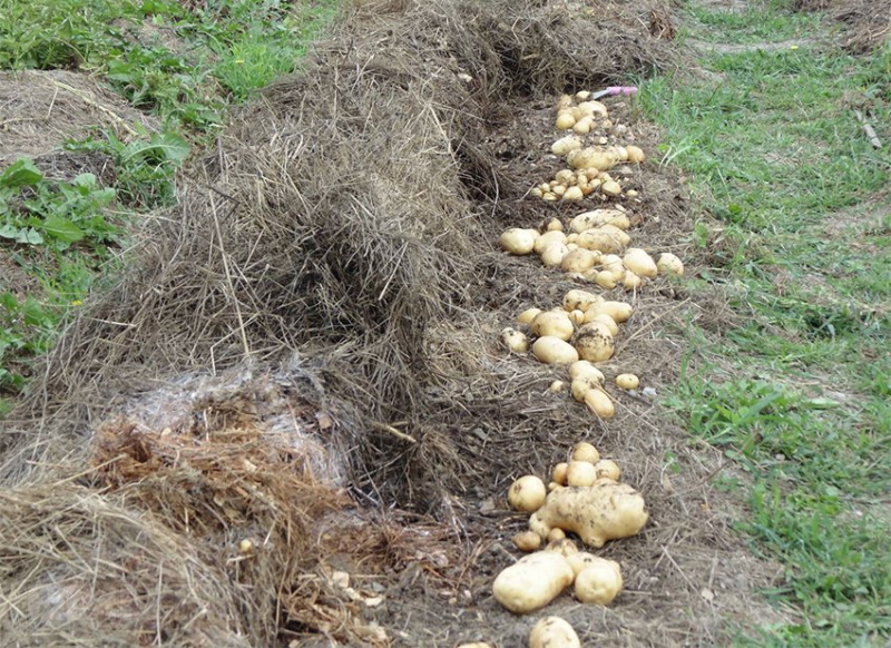 плюсы и минусы посадки картофеля под солому