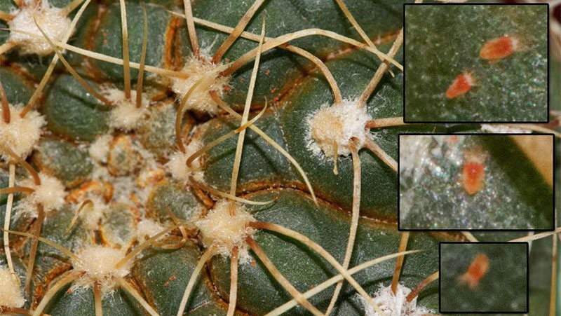 наличие вредителей на кактусе