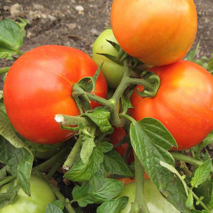 Лучшие ранние томаты сибирской селекции для открытого грунта