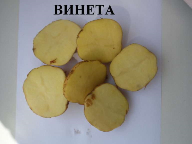 картофель венета плюсы и минусы сорта