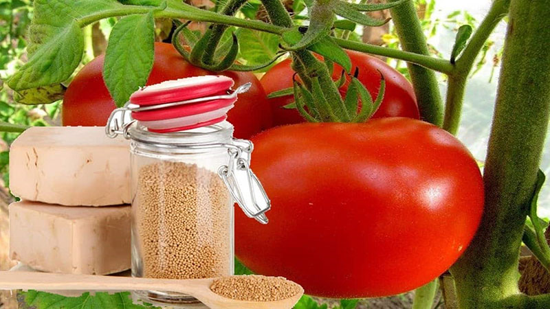 дрожжи для урожая томатов