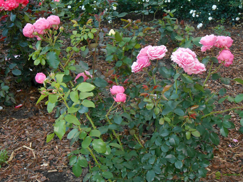 цветет чайная роза в саду