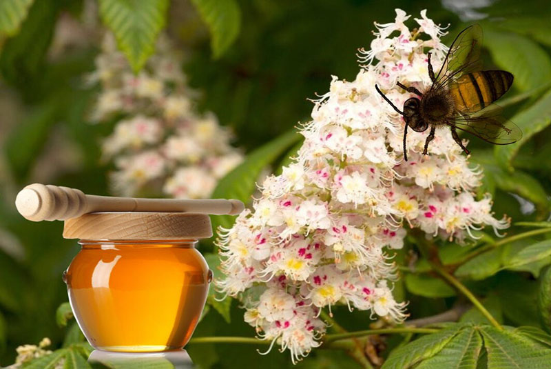 мед из цветов каштана