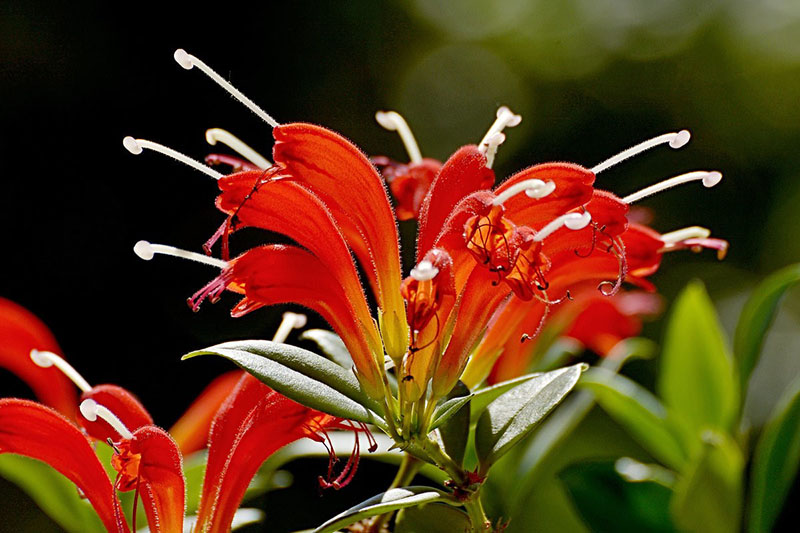 цветет эсхинантус