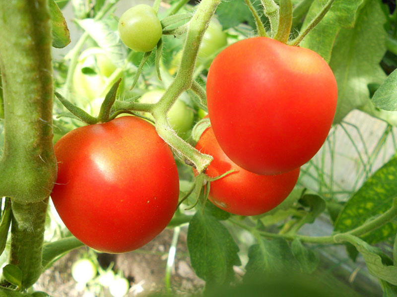 особенности выращивания томата верлиока плюс