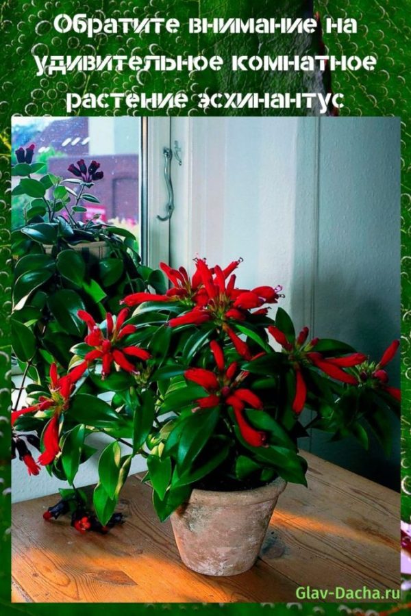 комнатное растение эсхинантус