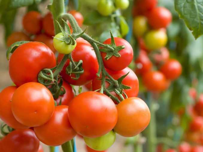 Лучшие ранние томаты сибирской селекции для открытого грунта