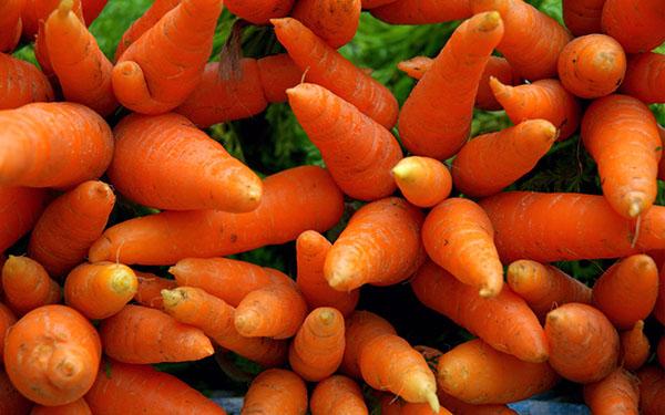Морковь в медицине - использование семян, ботвы, сока в народной медицине, видео