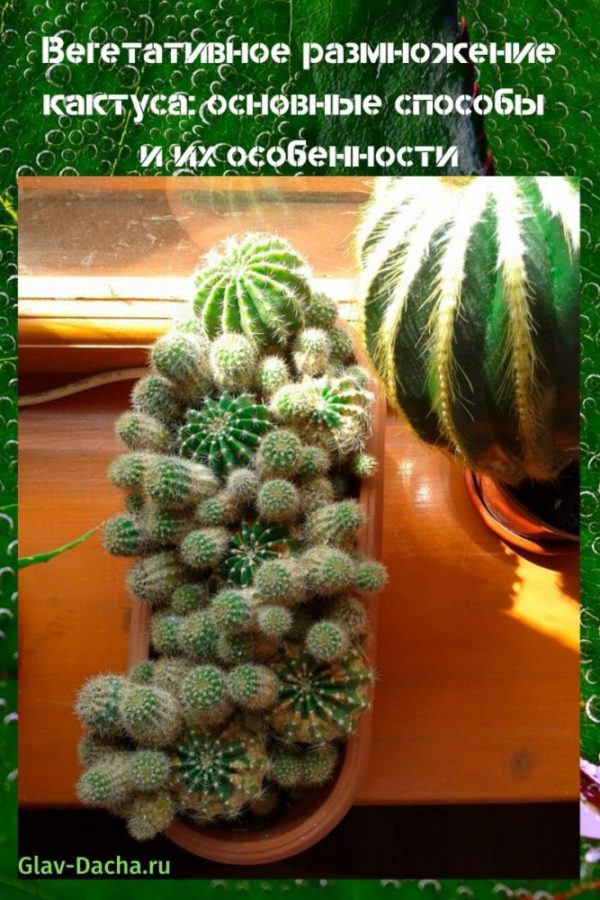 вегетативное размножение кактуса