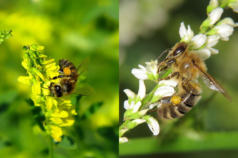 пчелы собирают нектар донника