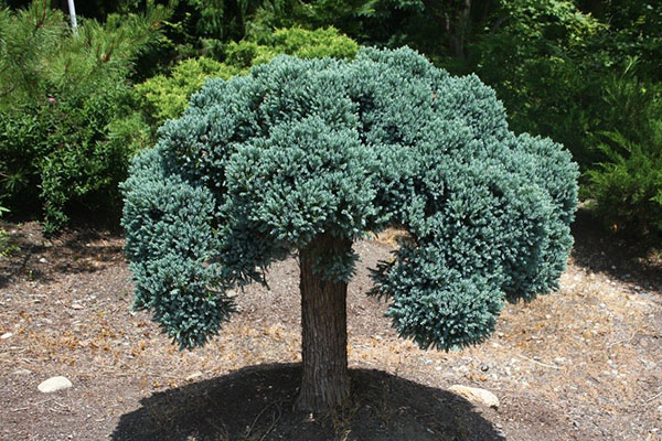 Штамбовая форма Juniperus squamata Blue Star Standard
