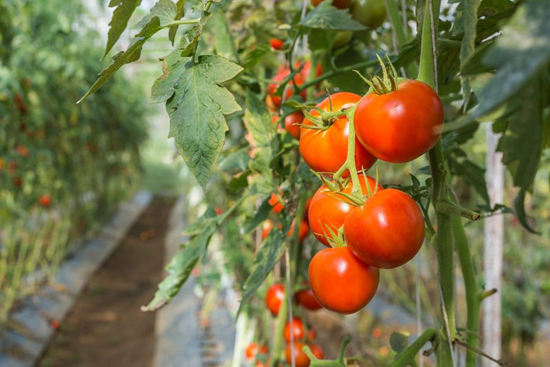 урожай томатов Джина