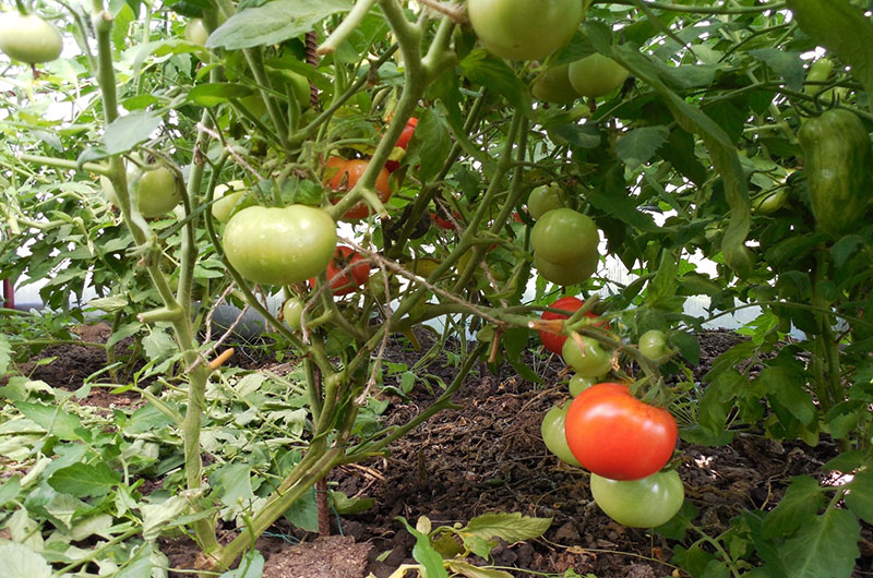 томаты не требующие формировки