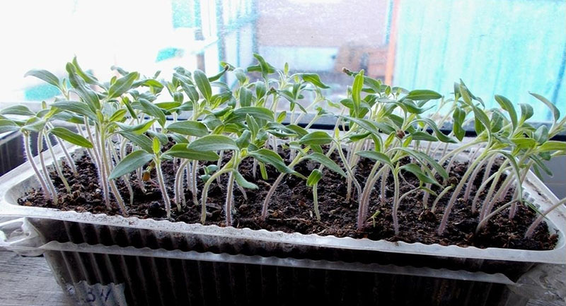 выращивание томатов Джина на рассаду