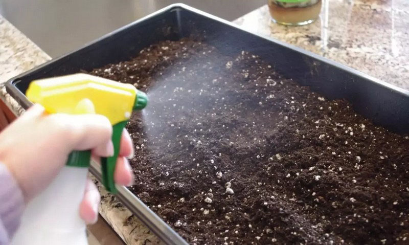 полить почву