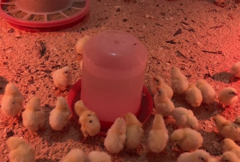 выпойка цыплят байтрилом
