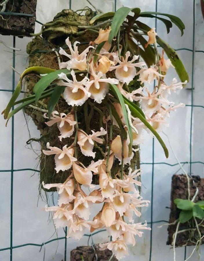 комнатные эпифиты орхидеи